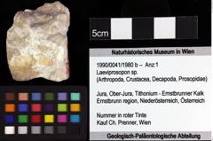 Foto (Objket + Etiketten) von Laeviprosopon sp. 